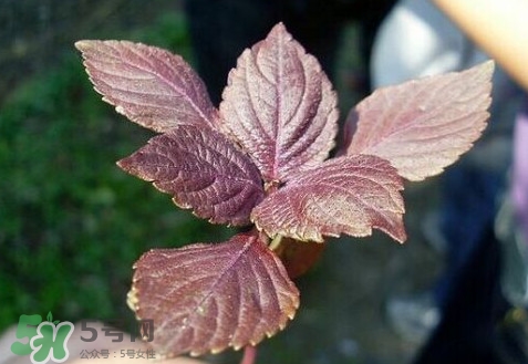 紫苏叶泡水可以经常喝吗,每天泡紫苏叶茶的功效