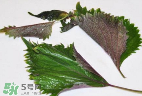 哪里可以买到新鲜的紫苏叶,紫苏叶哪里能买到