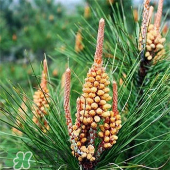 松花粉的功效和作用,松花粉的副作用禁忌 松花粉的功效和作用,松花粉的副作用禁忌