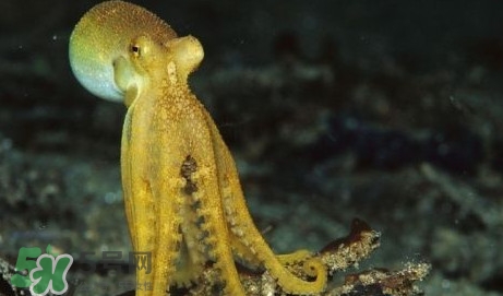 八带鱼怎么洗怎么吃,八带鱼怎么洗才干净 八带鱼怎么洗怎么吃,八带鱼怎么洗才干净