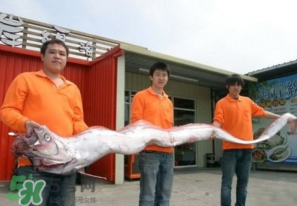 什么样的带鱼比较好吃,哪种带鱼好吃