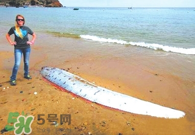 皇带鱼好吃吗,皇带鱼好不好吃