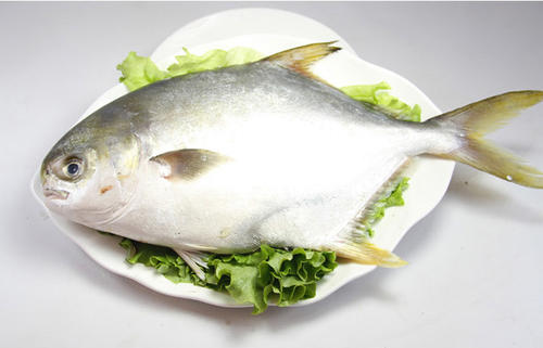 哺乳期可以吃金鲳鱼吗,月子里可以吃金鲳鱼吗
