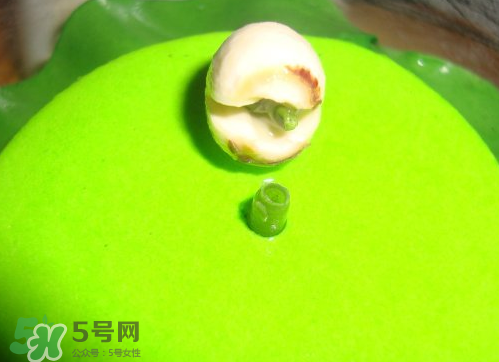 新鲜莲子可以种吗怎么种,新鲜莲子可以种吗? 新鲜莲子可以种吗怎么种,新鲜莲子可以种吗?