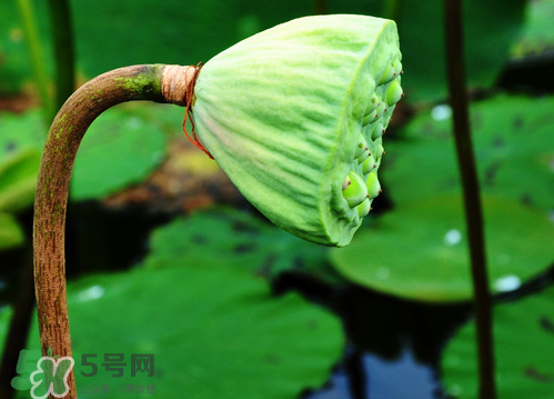 莲蓬是凉性的吗,莲蓬属于寒性吗