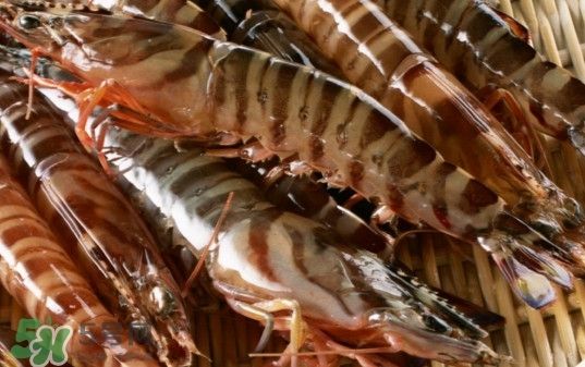 斑节虾是九节虾吗?,斑节虾和九节虾是同一种虾吗? 斑节虾是九节虾吗?,斑节虾和九节虾是同一种虾吗?