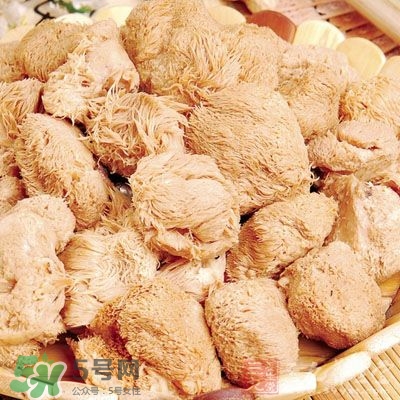 猴头菇能治胃病吗,猴头菇 胃病 猴头菇能治胃病吗,猴头菇 胃病