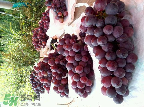 户太八号葡萄保果膨大方法,户太八号葡萄介绍 户太八号葡萄保果膨大方法,户太八号葡萄介绍