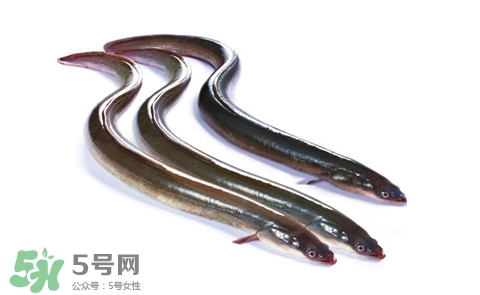 海鳗和河鳗哪个好吃,河鳗好还是海鳗好 海鳗和河鳗哪个好吃,河鳗好还是海鳗好