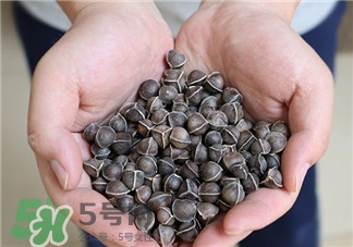 辣木籽怎么选择,辣木籽的最佳搭配