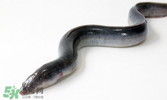 鳗鱼有刺吗小孩能吃吗,鳗鱼饭的鳗鱼有刺吗