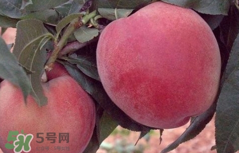 突围桃几月份成熟,突围桃为什么叫突围桃