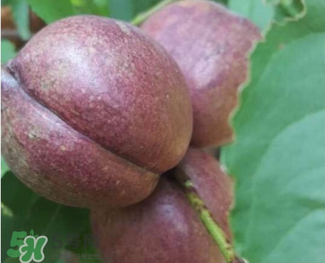 黑色的桃子是什么品种,黑桃品种哪种好些 黑色的桃子是什么品种,黑桃品种哪种好些