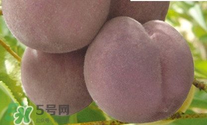 黑桃是什么水果,黑桃图片水果