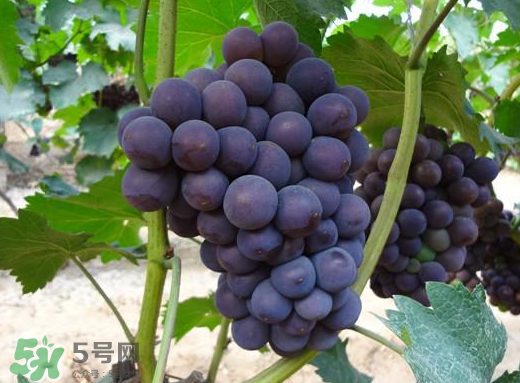 夏黑葡萄多少钱一斤,夏黑葡萄多少钱一斤2020