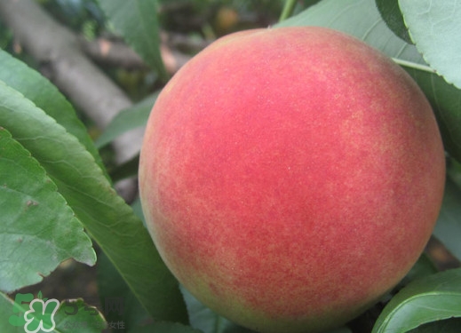 久保桃好吃吗,大久保桃子好吃吗