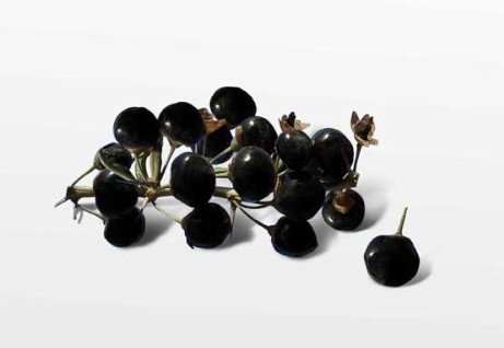 黑枸杞什么时候成熟采摘,黑枸杞成熟期是什么时候