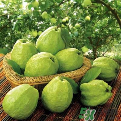 哺乳期能不能吃番石榴,哺乳期可以吃番石榴吗对婴儿有影响吗 哺乳期能不能吃番石榴,哺乳期可以吃番石榴吗对婴儿有影响吗