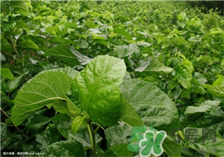 桑叶洗头的正确用法,桑叶洗头的作用和功效