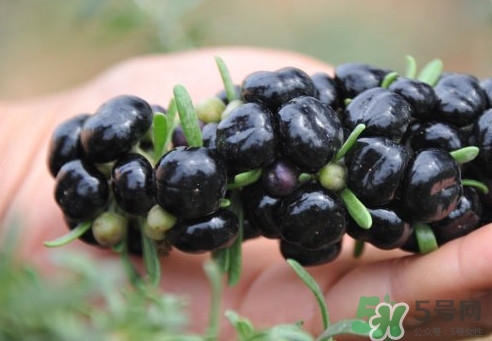 糖尿病吃黑枸杞能降血糖吗,黑枸杞能降血糖吗?