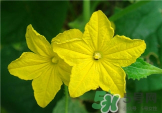 黄瓜花的作用和功效,黄瓜花的作用是什么 黄瓜花的作用和功效,黄瓜花的作用是什么