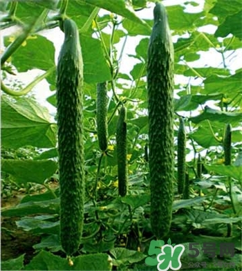 顶花带刺的黄瓜是打了激素的吗,顶花小黄瓜有激素