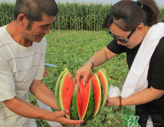 西瓜和玉米能同时吃吗?,西瓜和玉米能一起吃吗