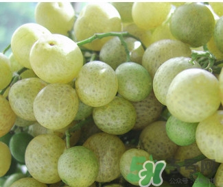 山黄皮的做法大全