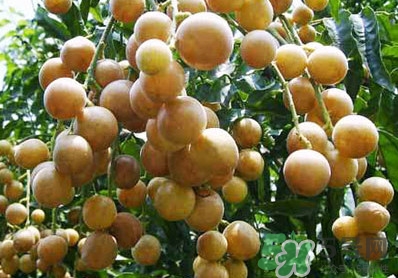 山黄皮和黄皮果的区别,山黄皮果有什么作用