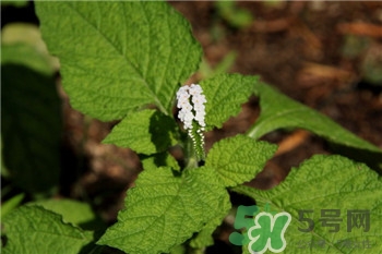 大尾摇的作用和图片,大尾摇的作用