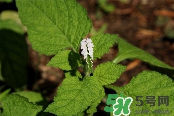 大尾摇是什么植被类型,摇尾什么成语