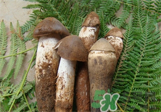 孕妇可以吃鸡枞菌吗,孕早期可以吃鸡枞菌吗