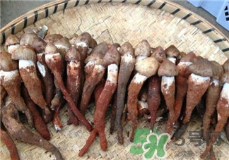 鸡枞菌怎么种,鸡枞菌种子 鸡枞菌怎么种,鸡枞菌种子