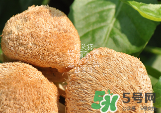 猴头菇是什么东西,猴菇是什么东西?