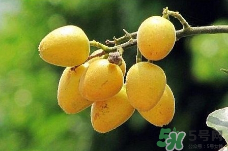 孕妇可以吃黄皮吗中期,孕妇可以吃黄皮吗晚期