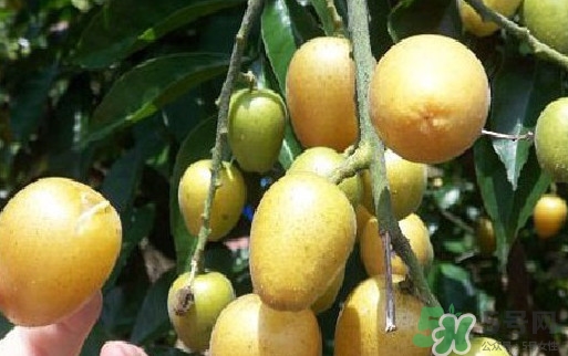 黄皮果核可以种吗,用黄皮果种子可以种植吗