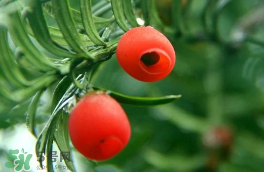 红豆杉的果实能吃吗?有什么作用?,红豆杉的果子图片