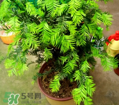 红豆杉盆栽怎么养,红豆杉怎么养家庭养法