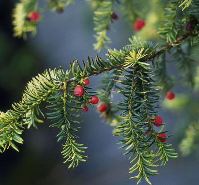 红豆杉哪里有,红豆杉有毒吗?
