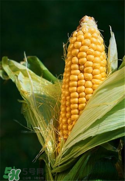 玉米穗的功效和作用,玉米穗的功效