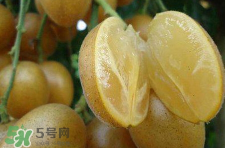 黄皮果品种有哪些?黄皮果哪个品种好吃,黄皮果有几种品种 黄皮果品种有哪些?黄皮果哪个品种好吃,黄皮果有几种品种