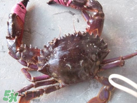 石夹红螃蟹,石夹红螃蟹和梭子蟹区别