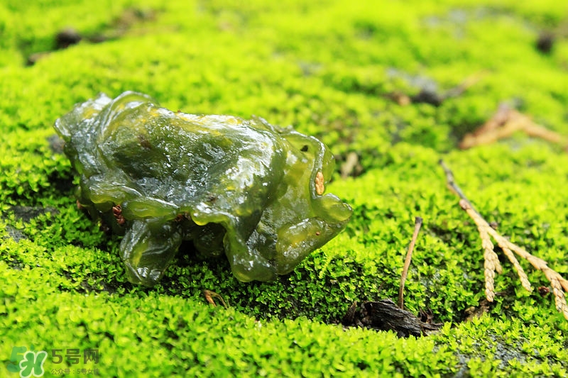 地耳菜图片大全,儿菜家常做法大全