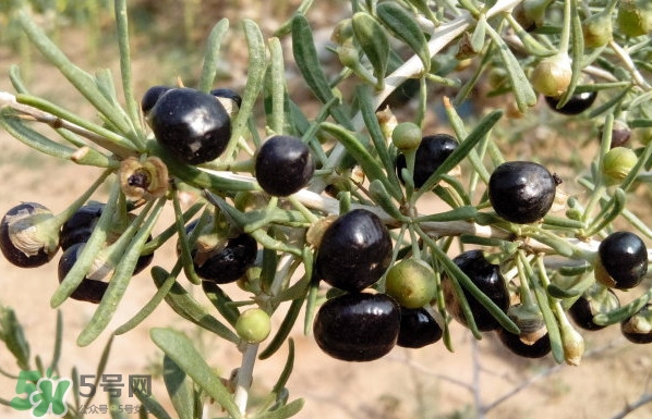 新鲜枸杞多少钱一斤呢,枸杞多少钱一斤呢