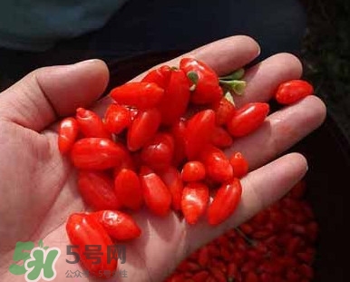 枸杞属于水果吗,枸杞属于水果类吗?