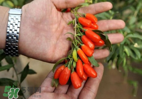 枸杞鲜果怎么吃,枸杞鲜果怎么吃最有营养