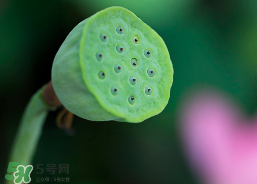 莲蓬可以放冰箱吗?,干的莲蓬能放在家里吗?