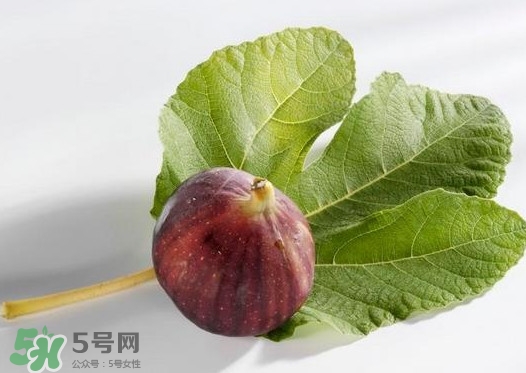 无花果叶子煮水有什么作用和功效,无花果叶子煮水有什么作用泡脚