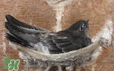 燕窝是燕子的口水做的吗,燕窝是什么燕子的口水