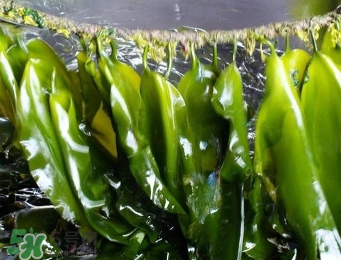 吃海带过敏是怎么处理,海鲜过敏吃海带会过敏么 吃海带过敏是怎么处理,海鲜过敏吃海带会过敏么